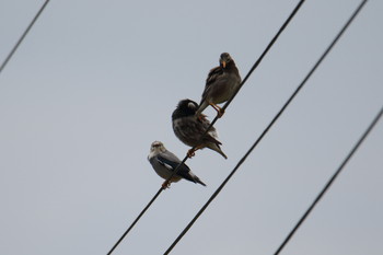 Red-billed Starling Awashima Island Mon, 5/6/2019