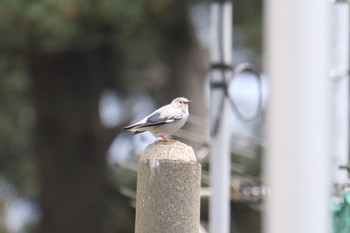 Red-billed Starling Awashima Island Mon, 5/6/2019