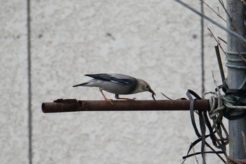 Red-billed Starling Awashima Island Mon, 5/6/2019