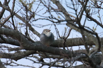 Red-billed Starling Awashima Island Tue, 5/7/2019