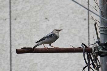 Red-billed Starling Awashima Island Mon, 5/6/2019