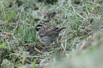 Yellow-browed Bunting Awashima Island Tue, 5/7/2019