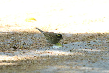 Yellow-browed Bunting Awashima Island Tue, 5/7/2019