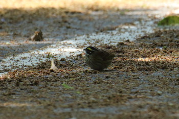 Yellow-browed Bunting