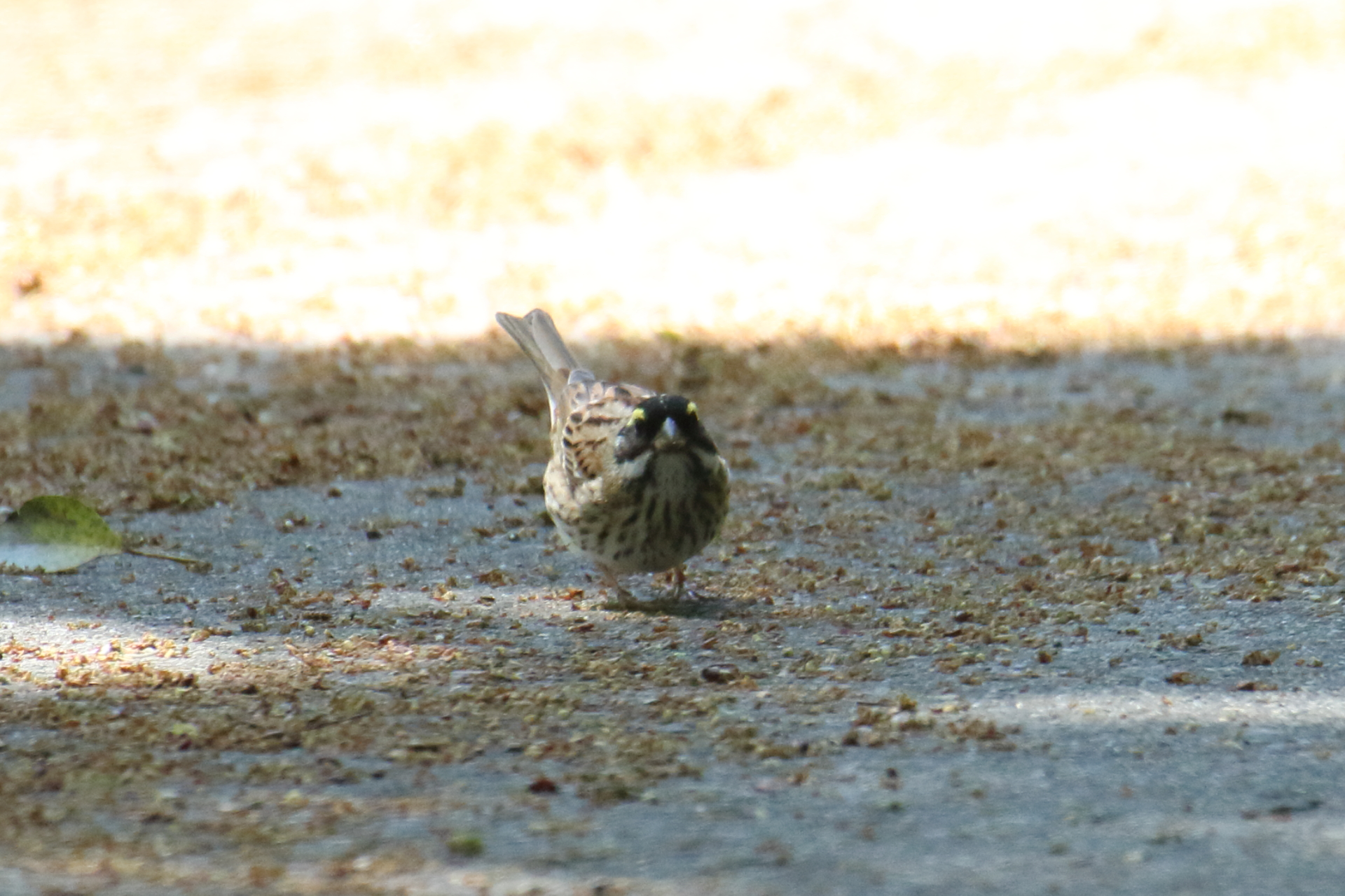 Photo of Yellow-browed Bunting at Awashima Island by マイク