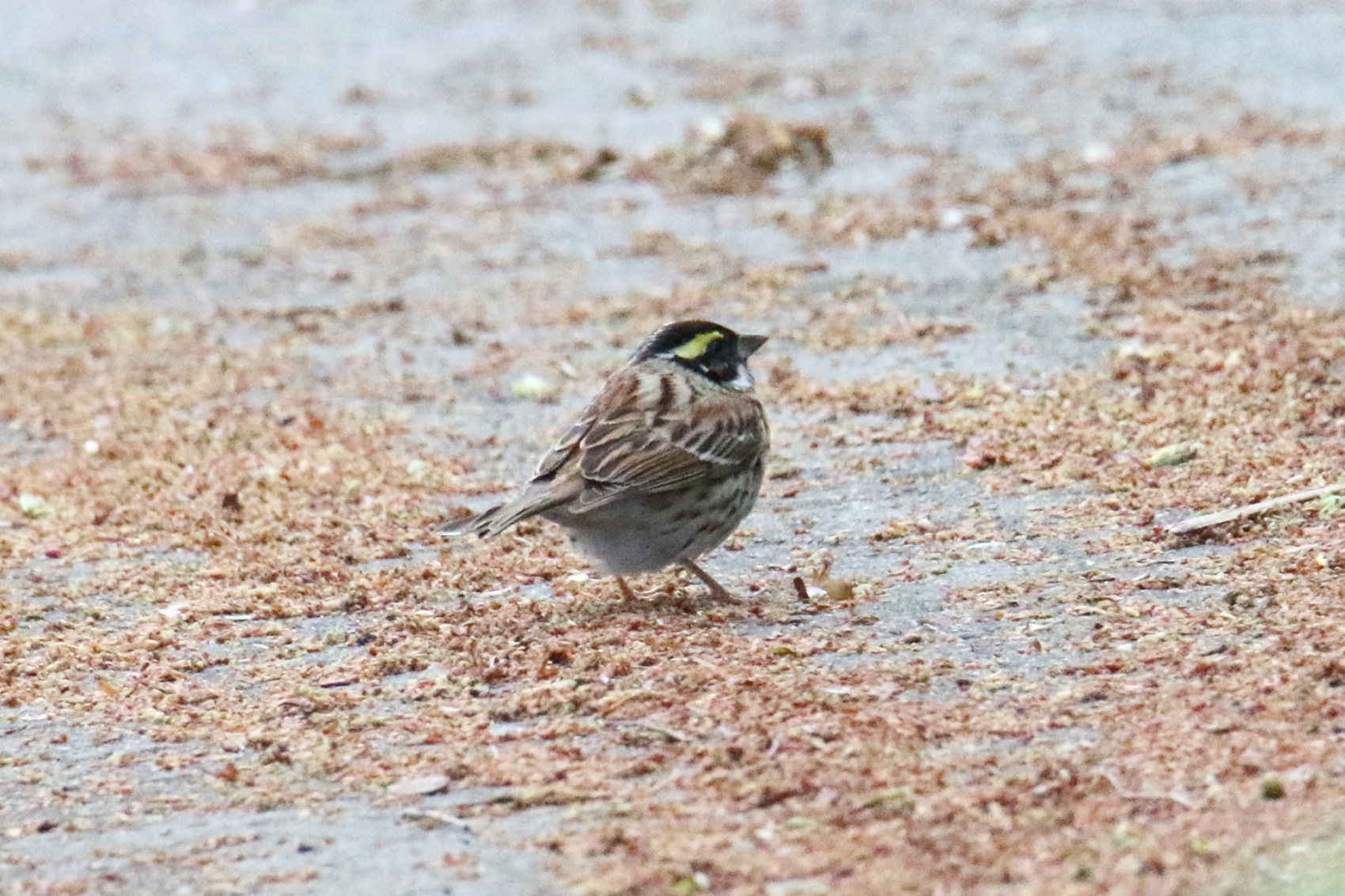 Photo of Yellow-browed Bunting at Awashima Island by マイク