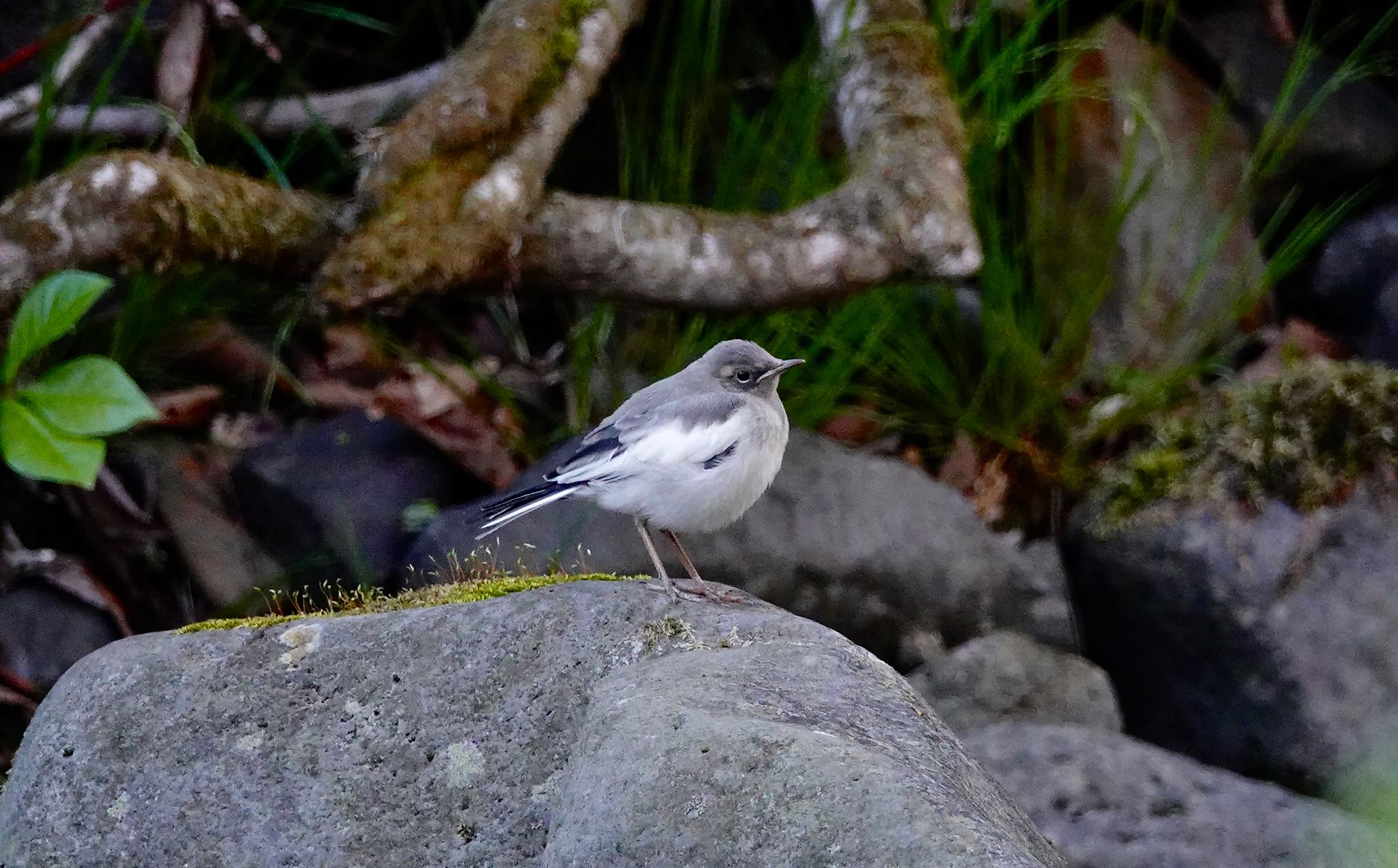 Japanese Wagtail