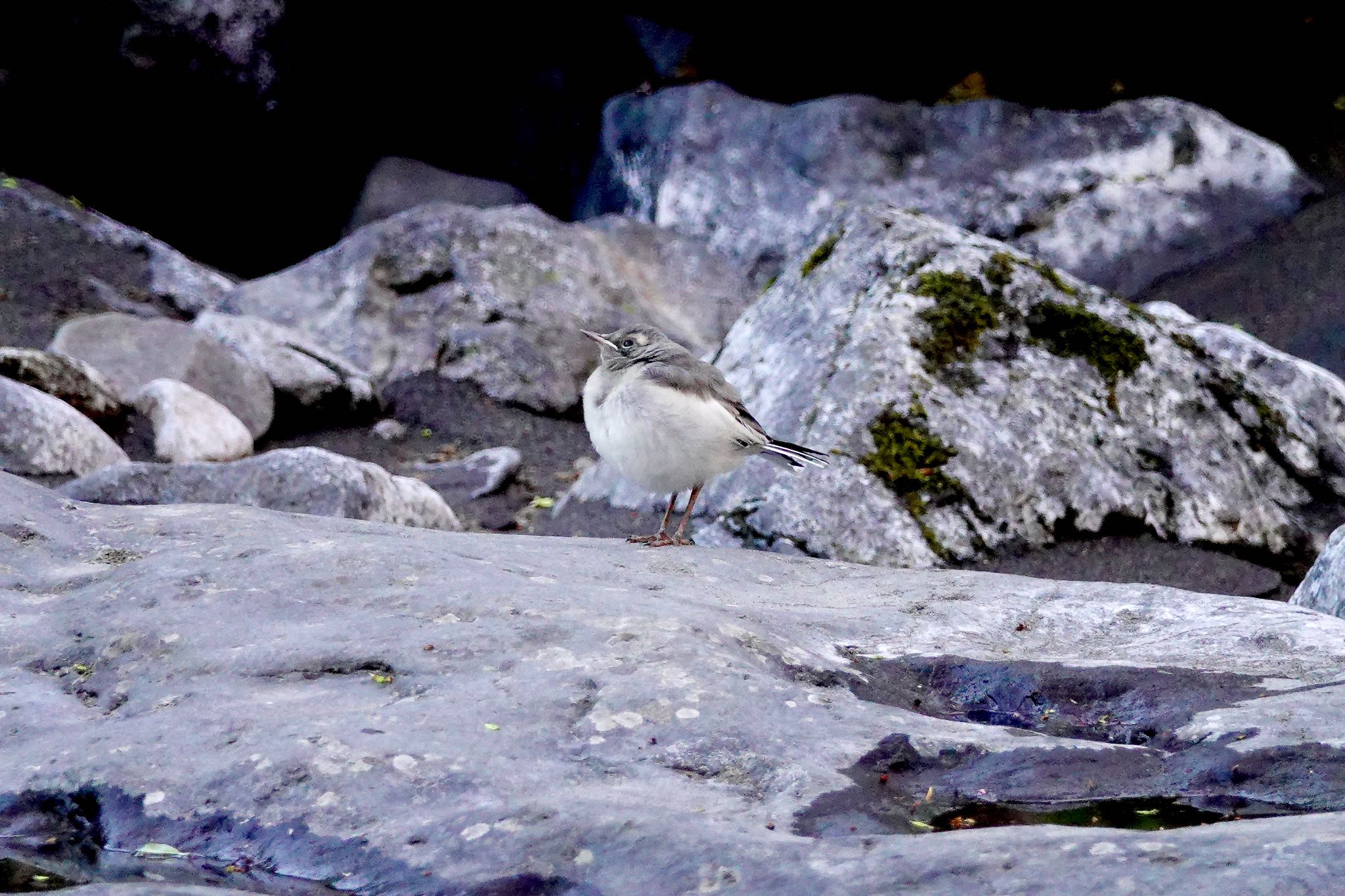 Japanese Wagtail