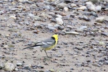 Citrine Wagtail 紀ノ川 Thu, 5/9/2019