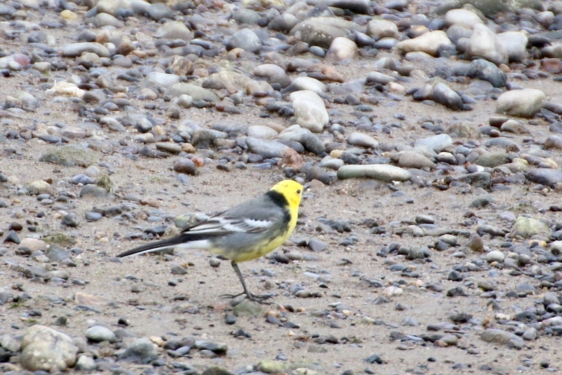 Citrine Wagtail