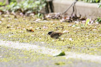 Tristram's Bunting Awashima Island Tue, 5/7/2019