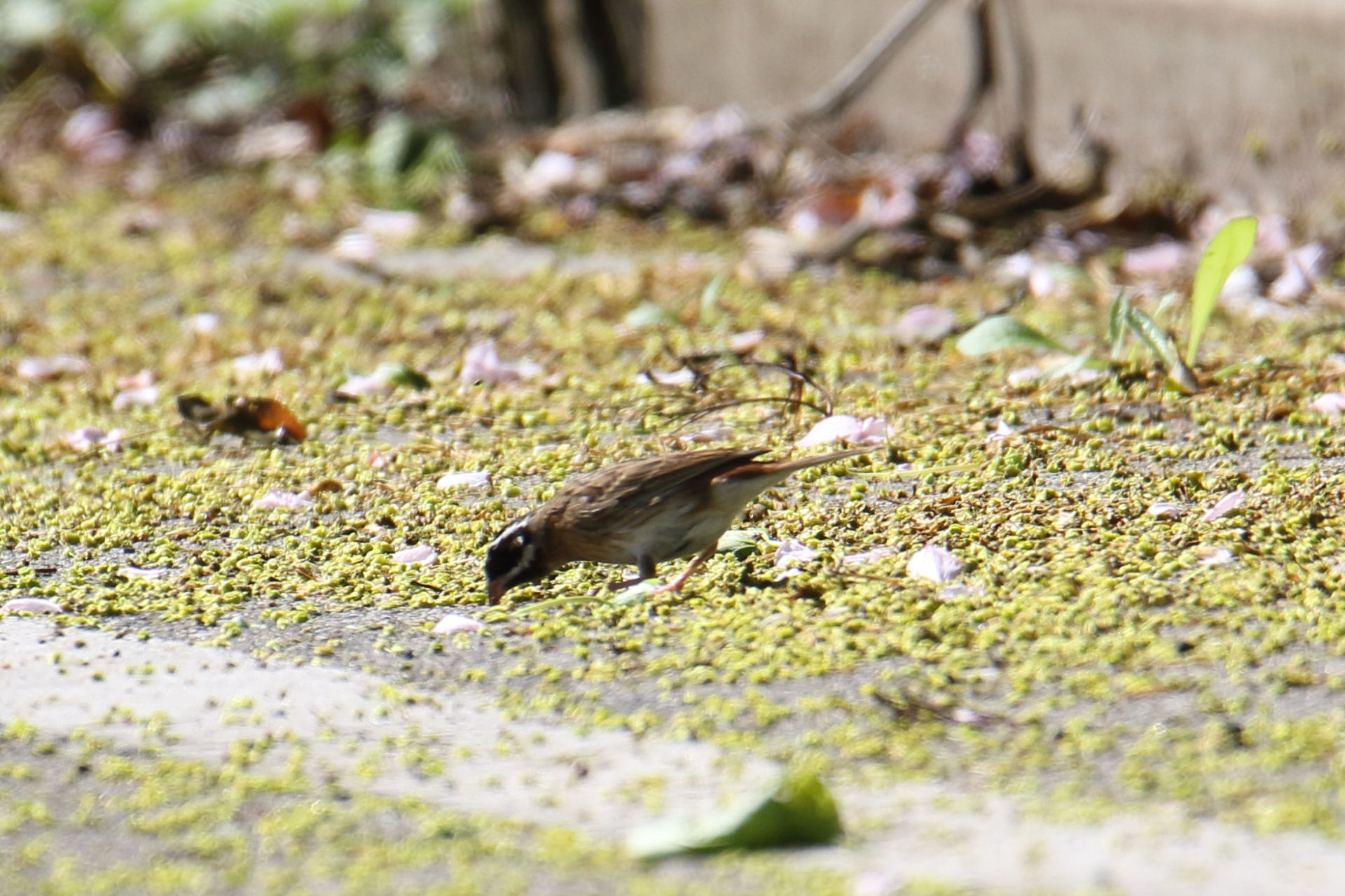 Photo of Tristram's Bunting at Awashima Island by マイク