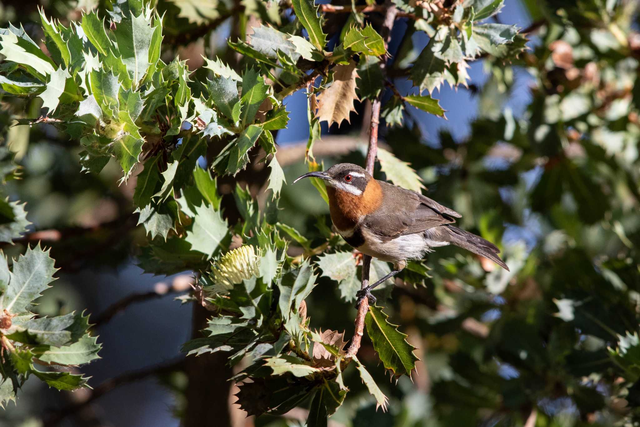 Photo of Western Spinebill at Victoria Dam by Trio