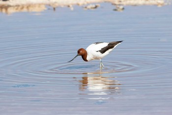 Red-necked Avocet Rottnest Island Sat, 4/27/2019