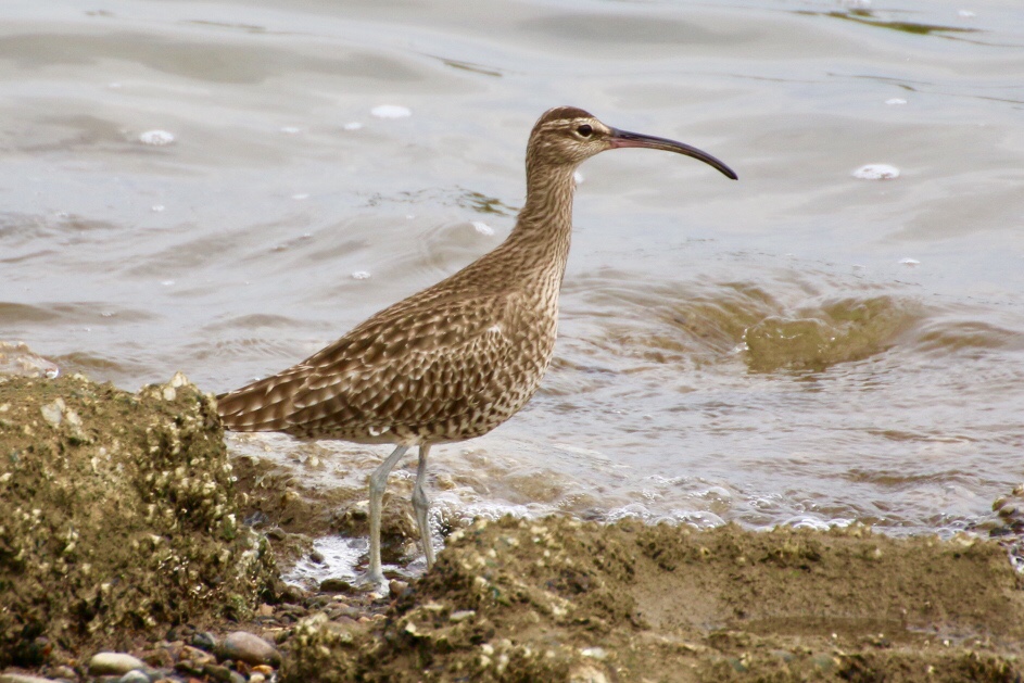 Eurasian Whimbrel