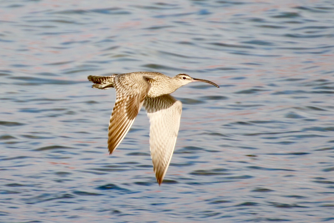 Eurasian Whimbrel