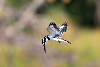 Pied Kingfisher Kapama Private Game Reserve (South Africa) Sat, 4/27/2019