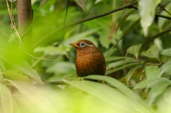 2019年5月9日(木) 三ツ池公園(横浜市鶴見区)の野鳥観察記録