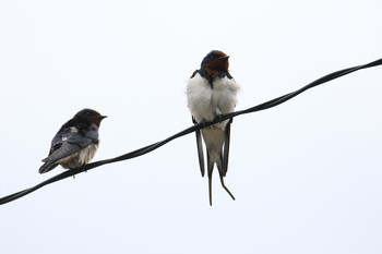 Barn Swallow Awashima Island Mon, 5/6/2019