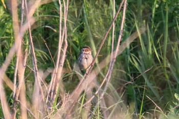 Little Bunting Awashima Island Wed, 5/8/2019