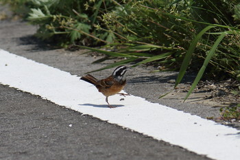 Meadow Bunting Awashima Island Wed, 5/8/2019