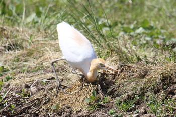 Eastern Cattle Egret Awashima Island Tue, 5/7/2019