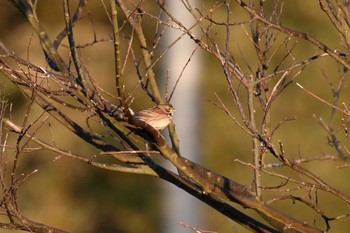 Chestnut-eared Bunting Awashima Island Sat, 5/4/2019