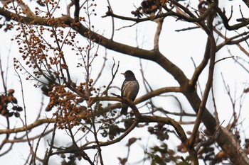 Japanese Thrush Awashima Island Sat, 5/4/2019