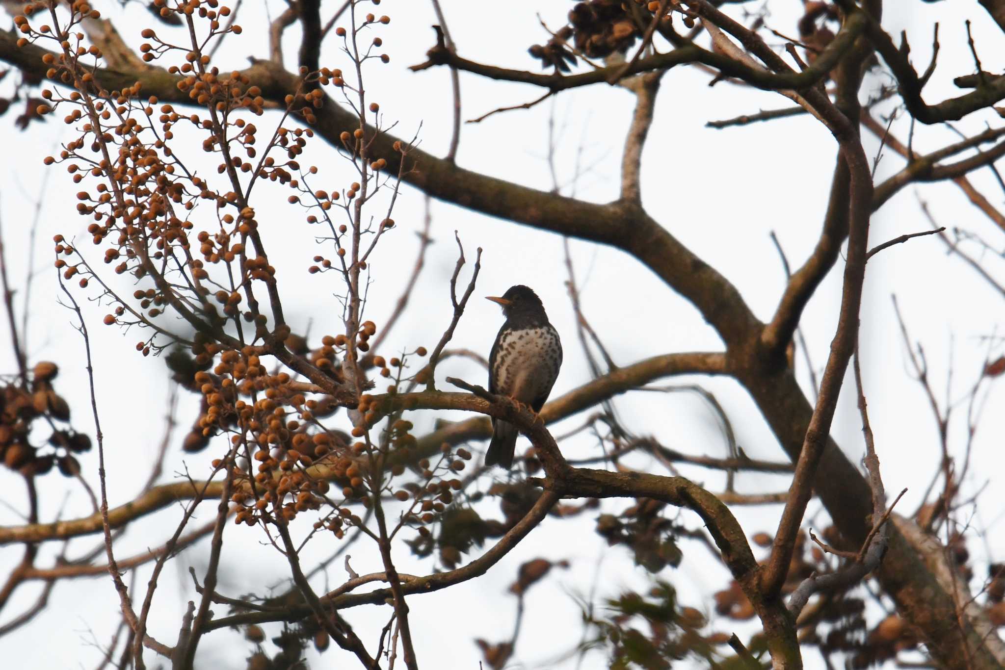 Japanese Thrush