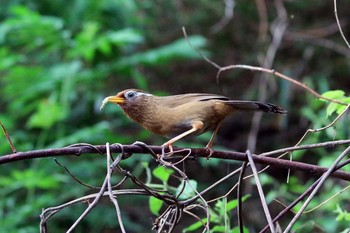 ガビチョウ 稲城 2019年5月2日(木)