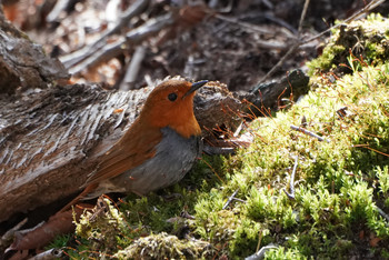 Japanese Robin 山梨県 Wed, 5/8/2019