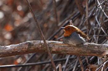 Japanese Robin 山梨県 Wed, 5/8/2019