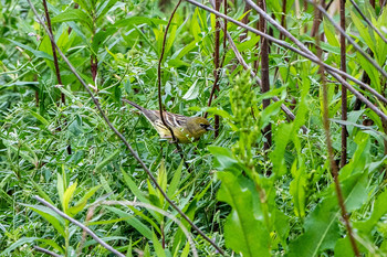 Yellow Bunting 長崎県長崎市 Wed, 5/1/2019