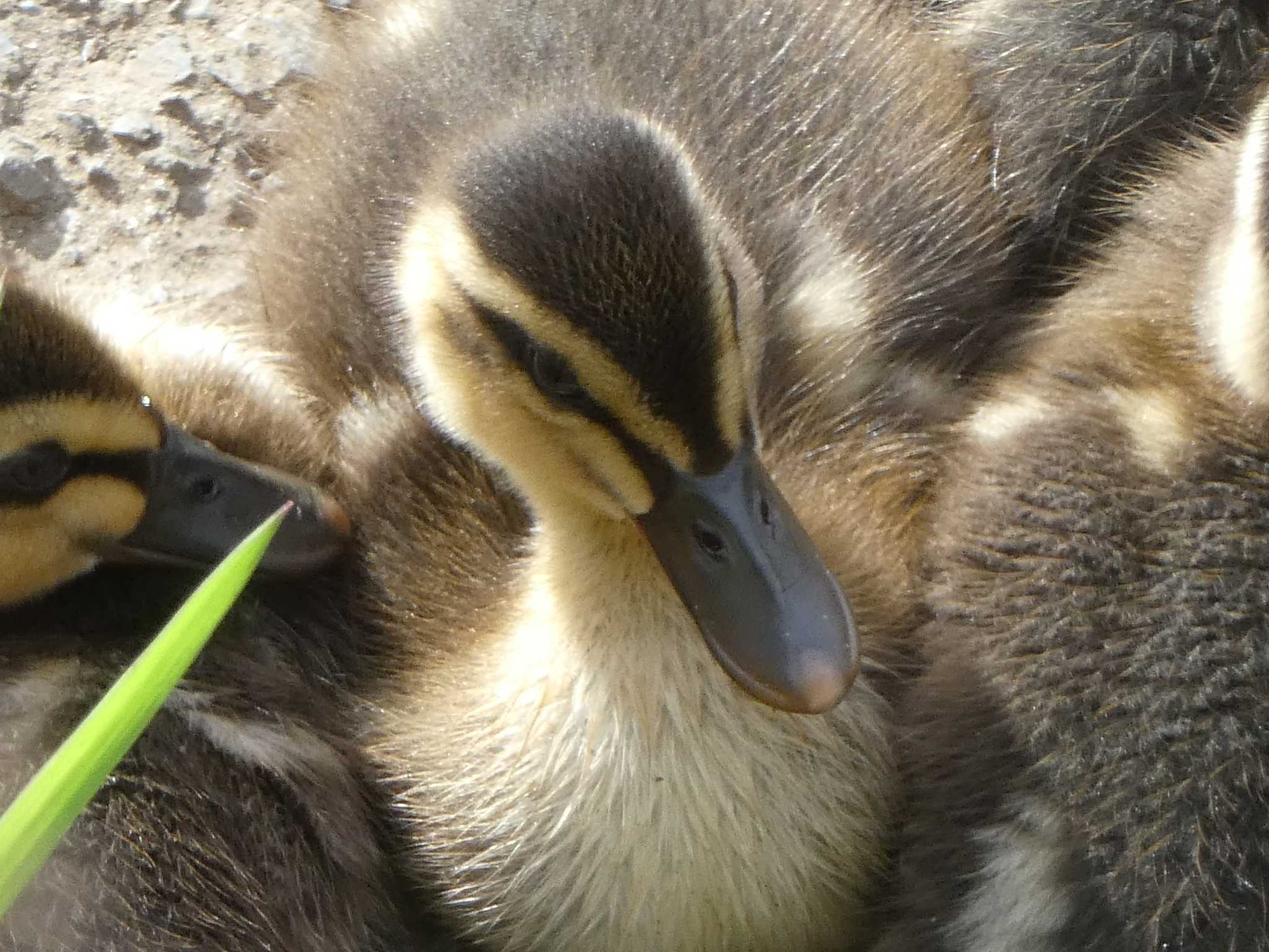 Eastern Spot-billed Duck