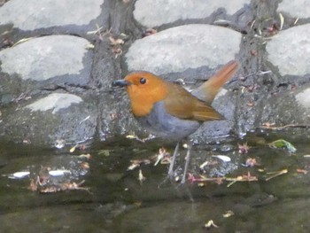 Mon, 5/6/2019 Birding report at 恩田川(高瀬橋付近)