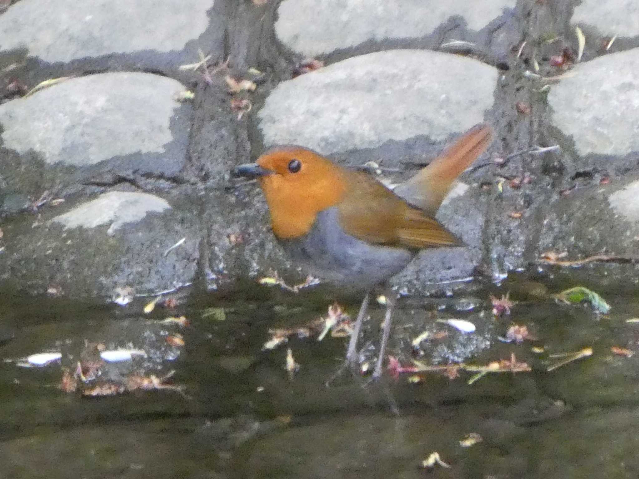 Japanese Robin