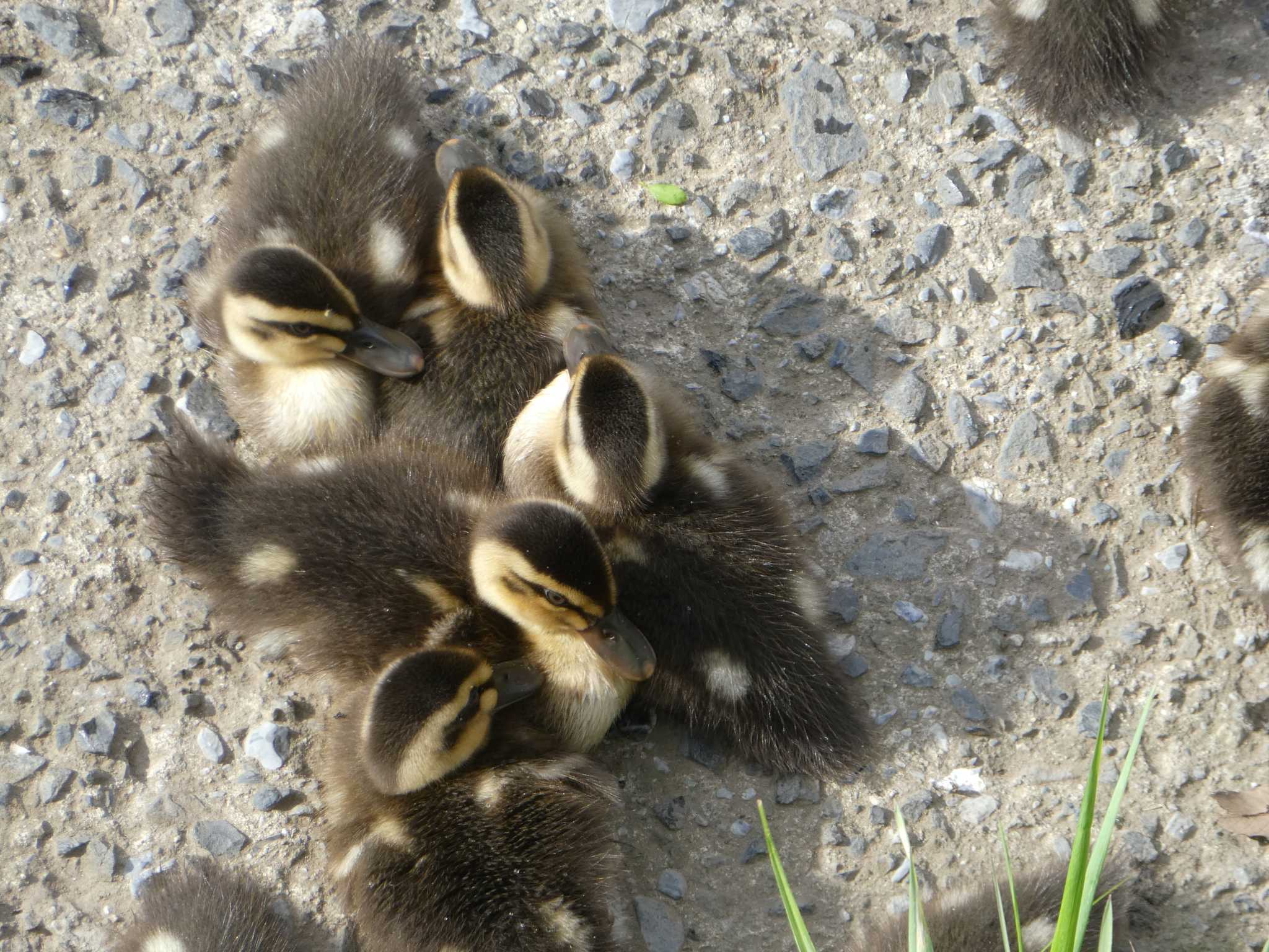 Eastern Spot-billed Duck