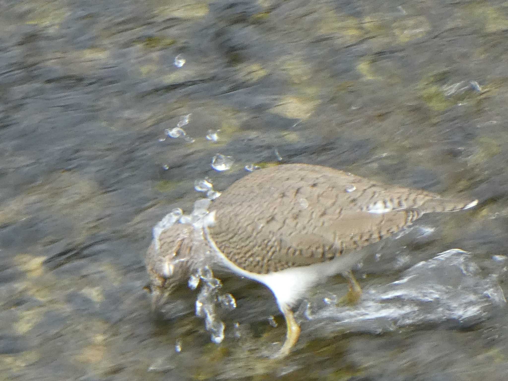 Common Sandpiper