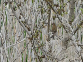 2019年5月6日(月) 奈良山公園の野鳥観察記録