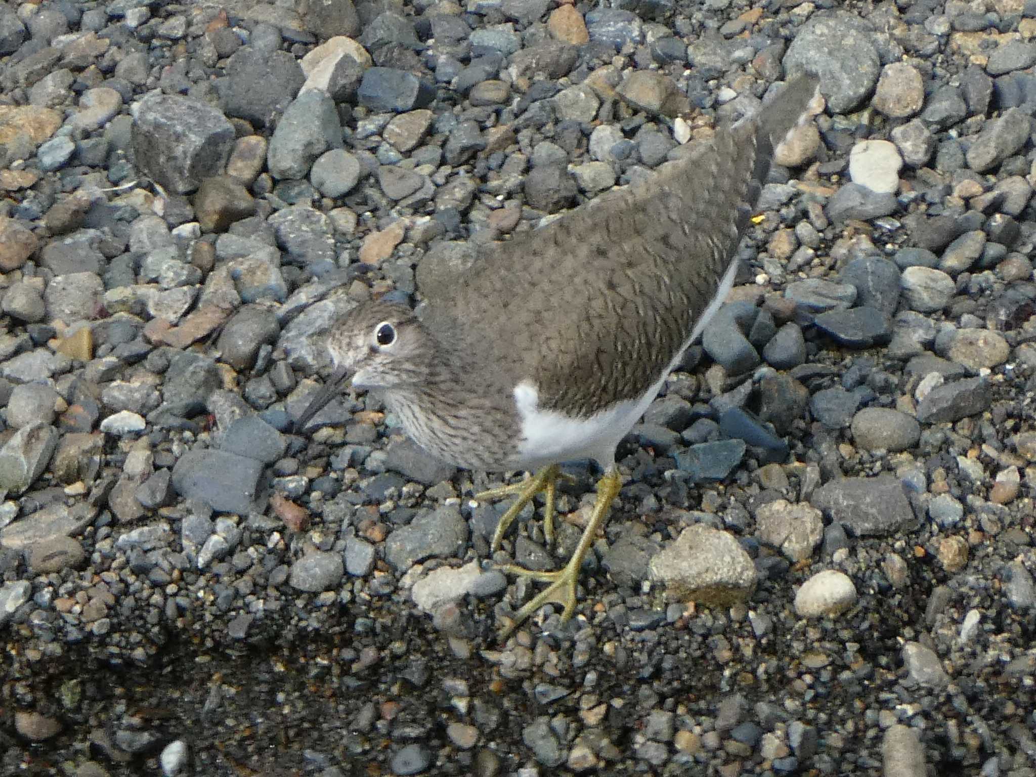 Common Sandpiper