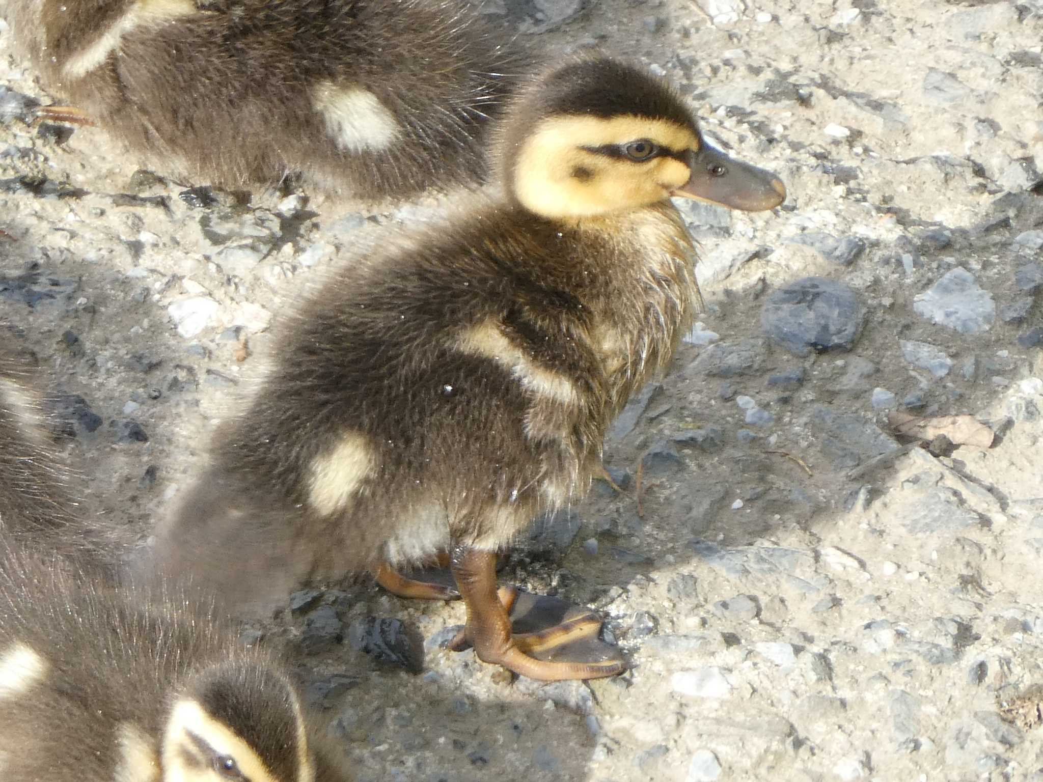 Eastern Spot-billed Duck