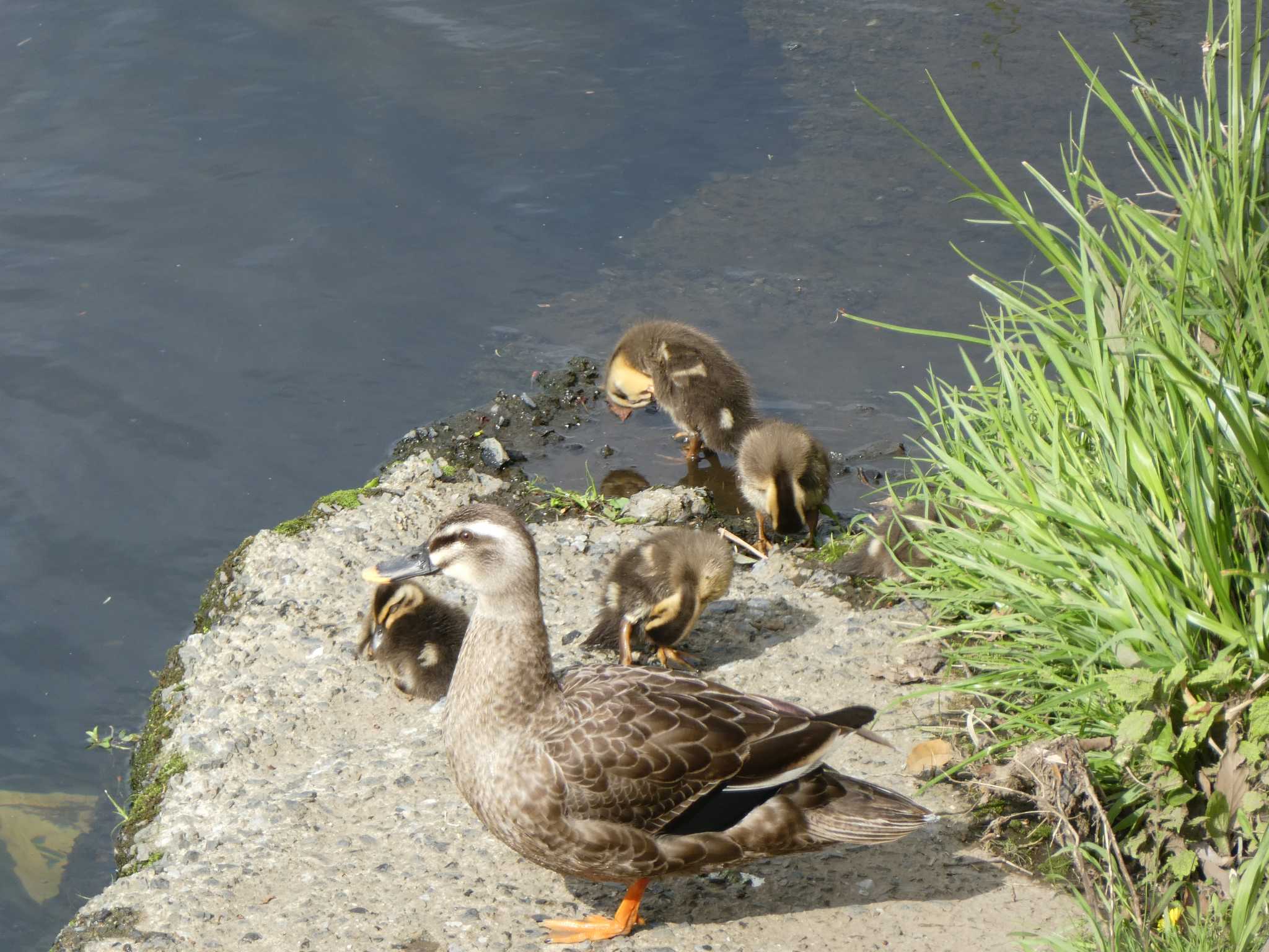 Eastern Spot-billed Duck