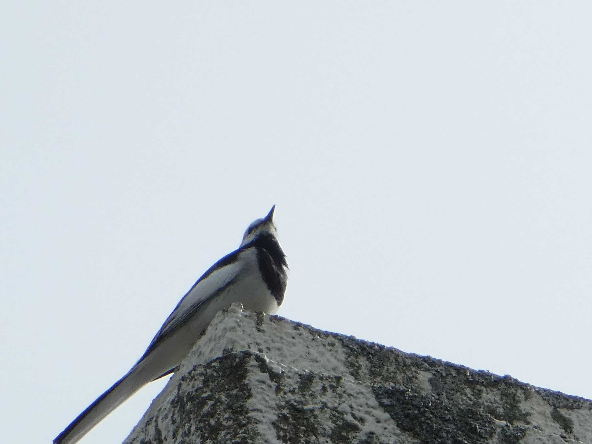 White Wagtail