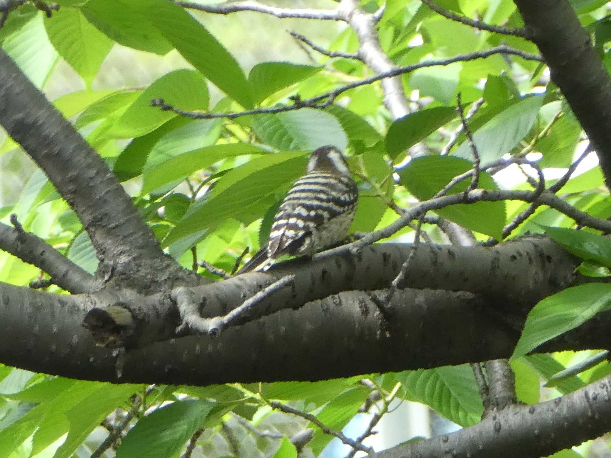 Japanese Pygmy Woodpecker