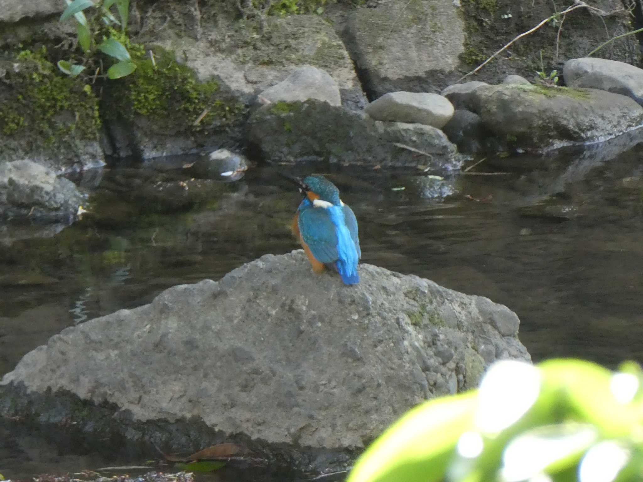 Common Kingfisher