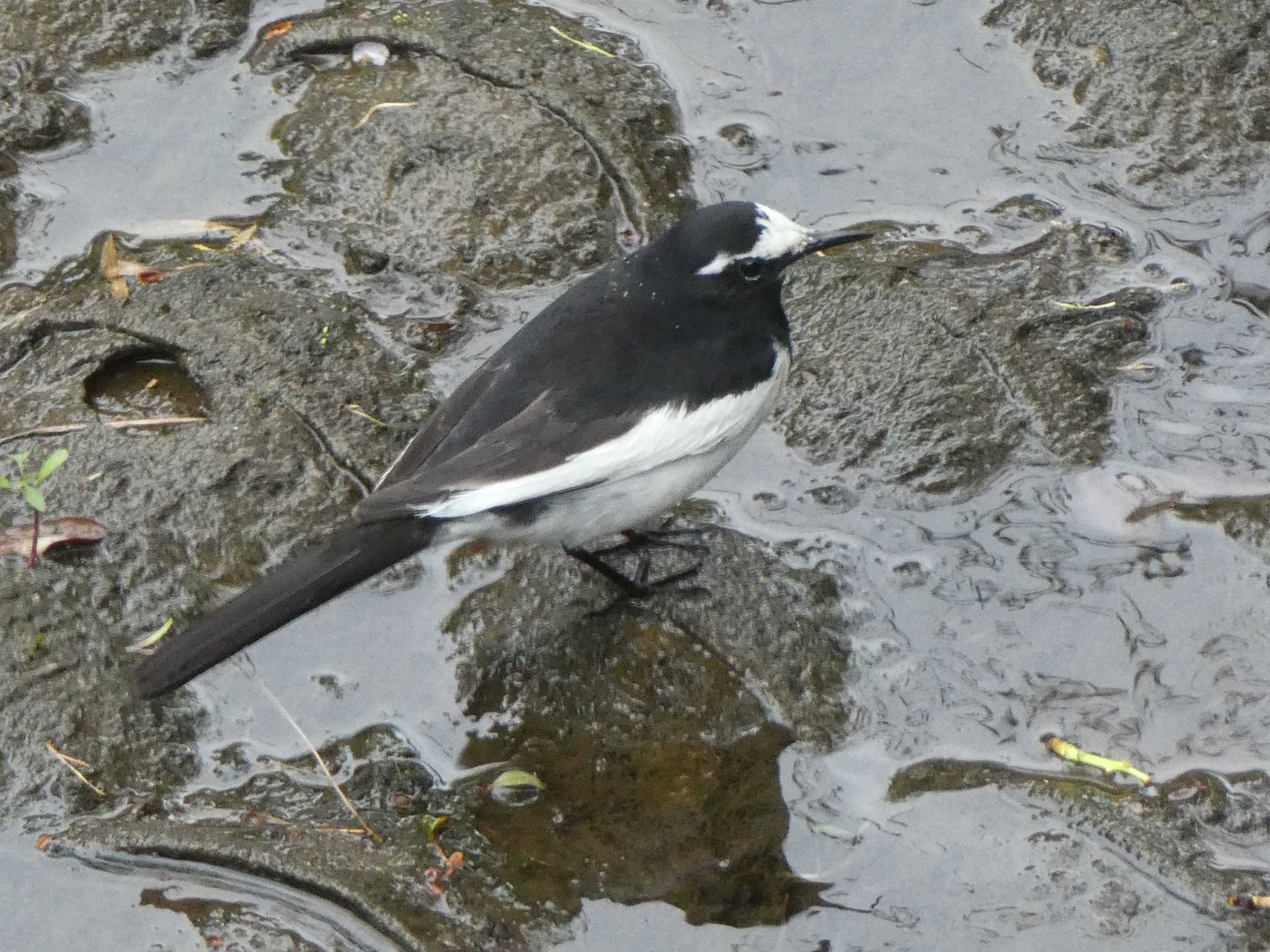 Japanese Wagtail