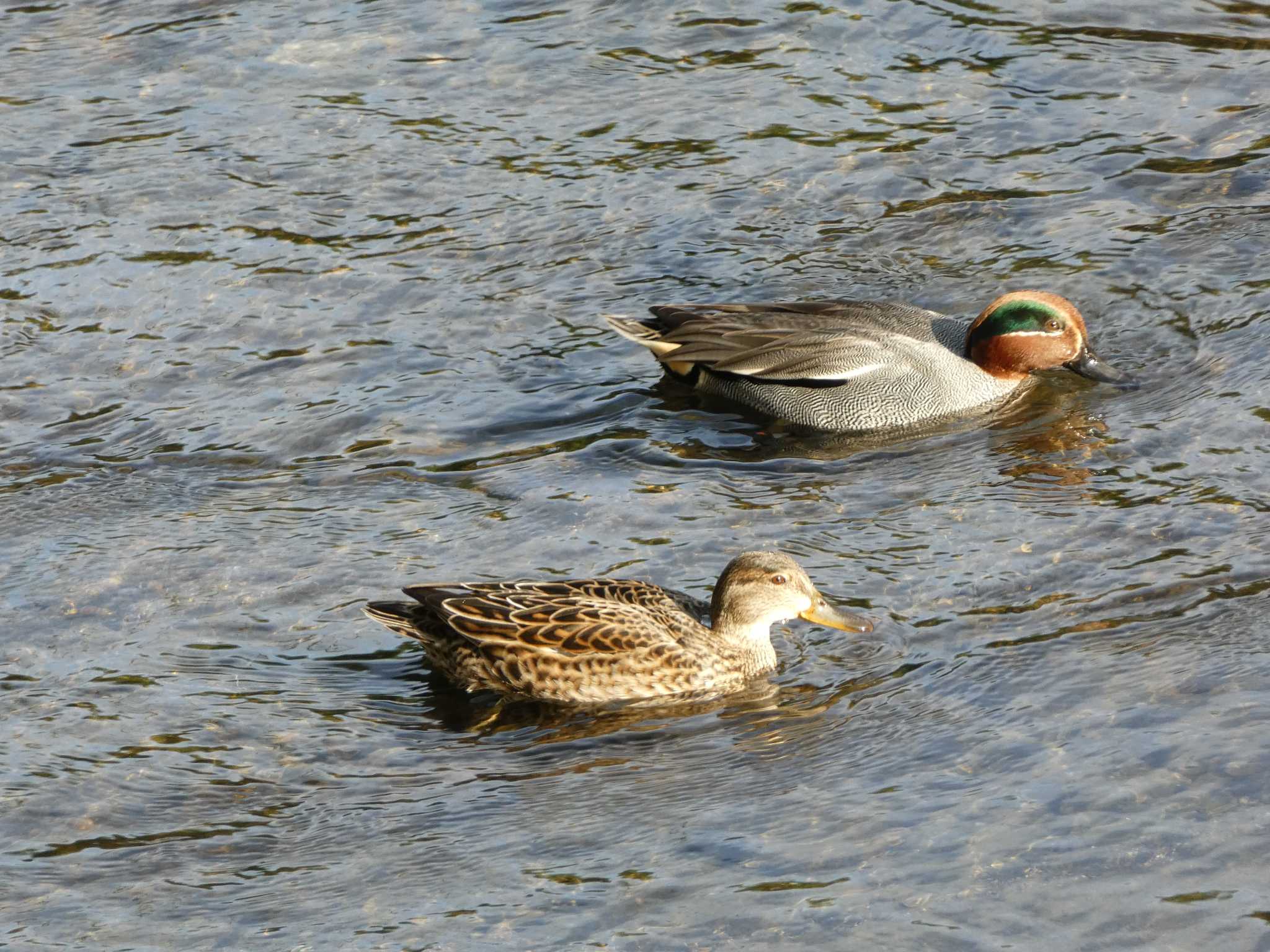 Eurasian Teal