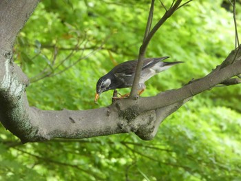 2019年5月9日(木) 有栖川宮記念公園の野鳥観察記録