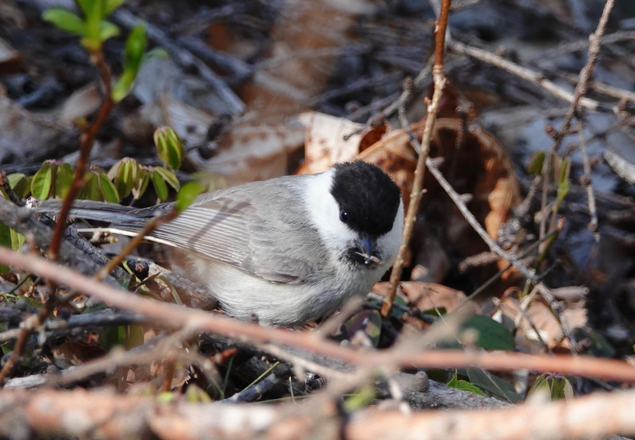 軽井沢野鳥の森 コガラの写真 by のどか