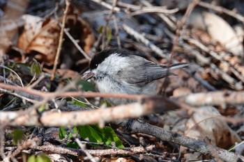 コガラ 軽井沢野鳥の森 2019年5月7日(火)